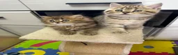 British Shorthair cats for sale: Beautiful  British Shorthair kittens 🐾 - Advert 16