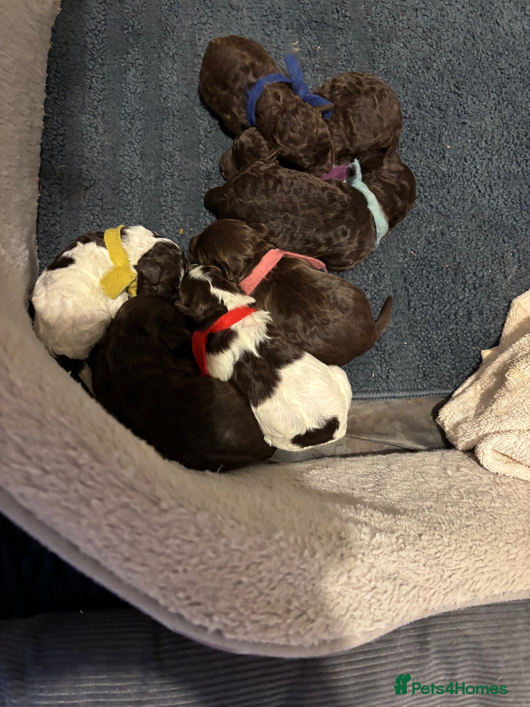 Cockapoo dogs for sale: F1b American Cockapoo’s  - Advert 1