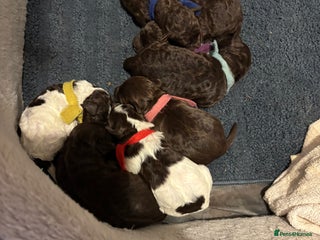 Cockapoo dogs F1b American Cockapoo’s - Advert 1