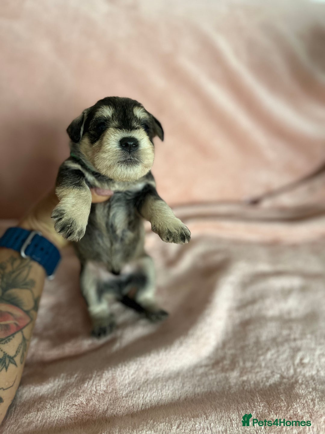 Miniature Schnauzer dogs for sale: OUTSTANDING CHAMPION LINES PUPPIES  - Advert 5