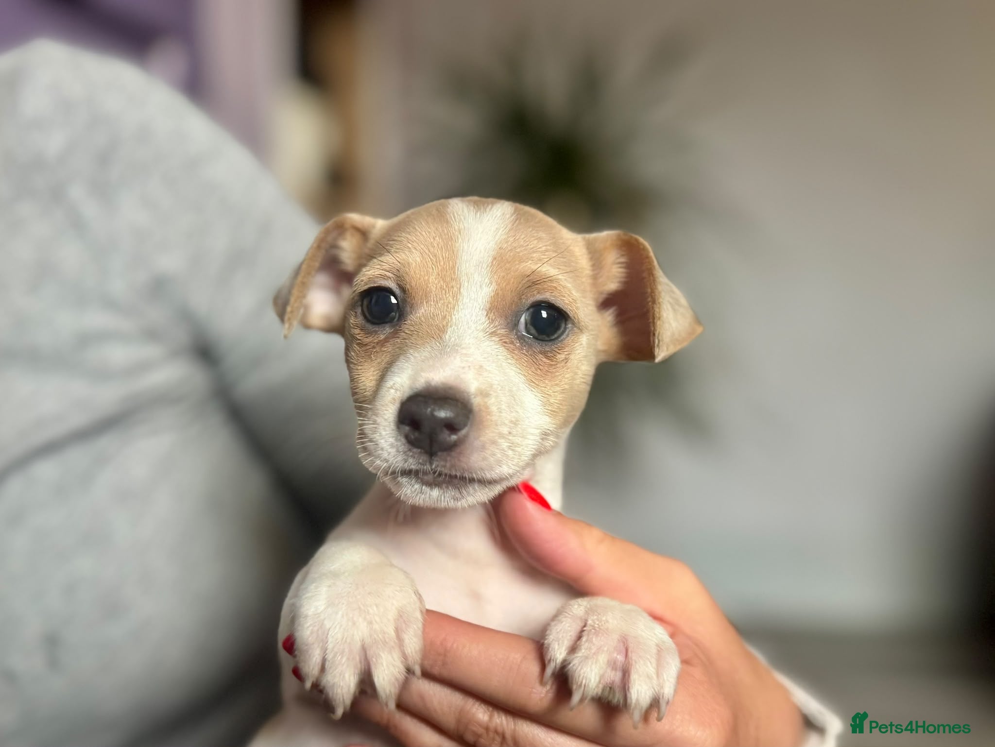 Jack Russell dogs Beautiful Jack Russell pups  - Advert 2