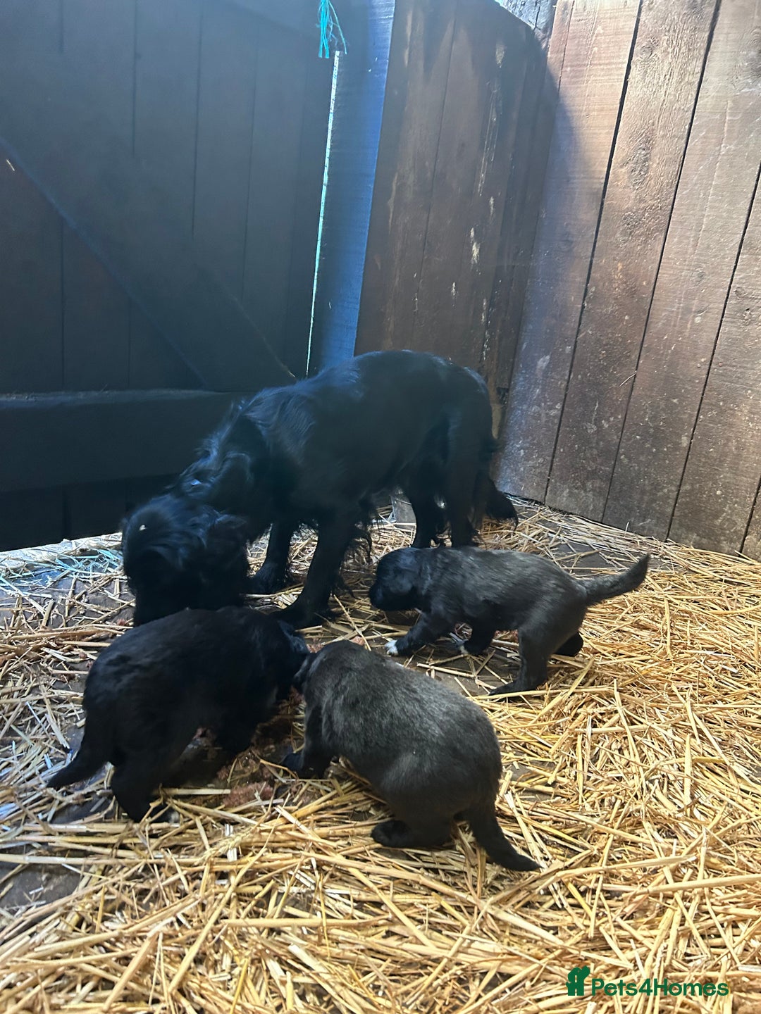 Mixed Breed dogs for sale: Cocker spaniel cross border collie puppies - Image 9