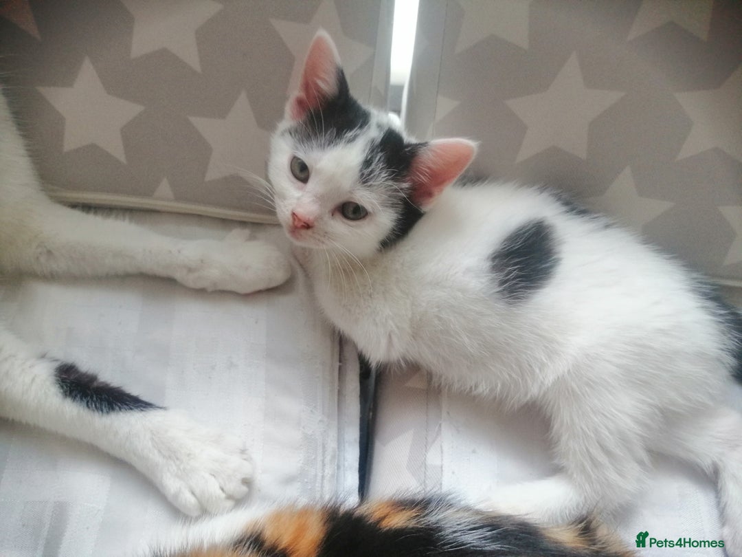British Shorthair cats for sale: White and black female and male cats - Image 13