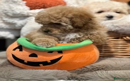 Shihpoo dogs for sale: Absolutely stunning Shihpoo pups ready now ❤️ - Image 14
