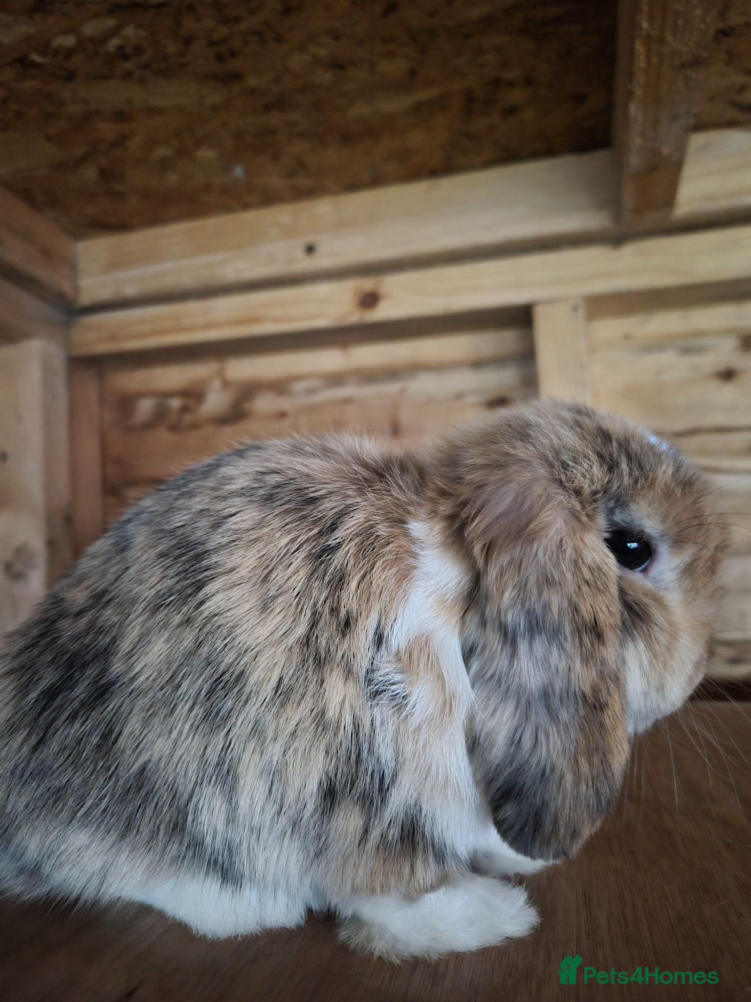 Mini Lop rabbits Tri mantle Baby boy available  - Advert 3