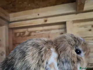 Mini Lop rabbits Tri mantle Baby boy available - Advert 2