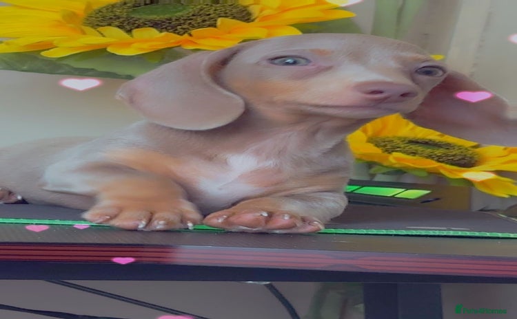 Dachshund dogs - Advert 9