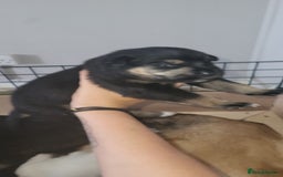 German Shepherd dogs for sale: 4 german shepherd puppy's available  - Image 2