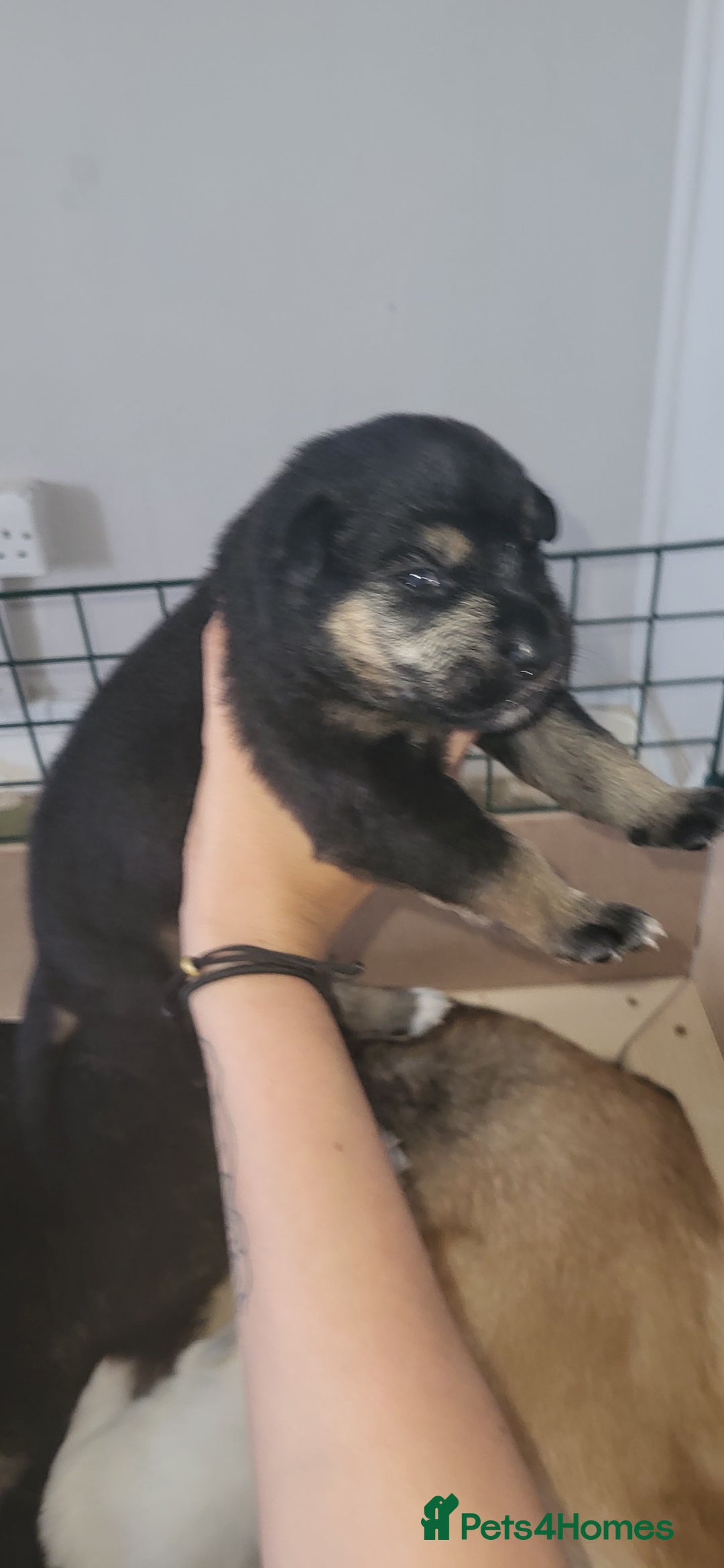 German Shepherd dogs for sale: 4 german shepherd puppy's available  - Image 2