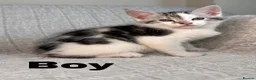Maine Coon cats for sale: STUNNING MAINE COON KITTENS - Advert 2