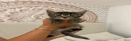 Mixed Breed cats for sale: 5 Beautiful male kittens!  - Advert 6