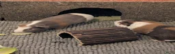 Guinea Pig rodents for sale: 3 males giuena pigs with full cage set up  - Advert 7
