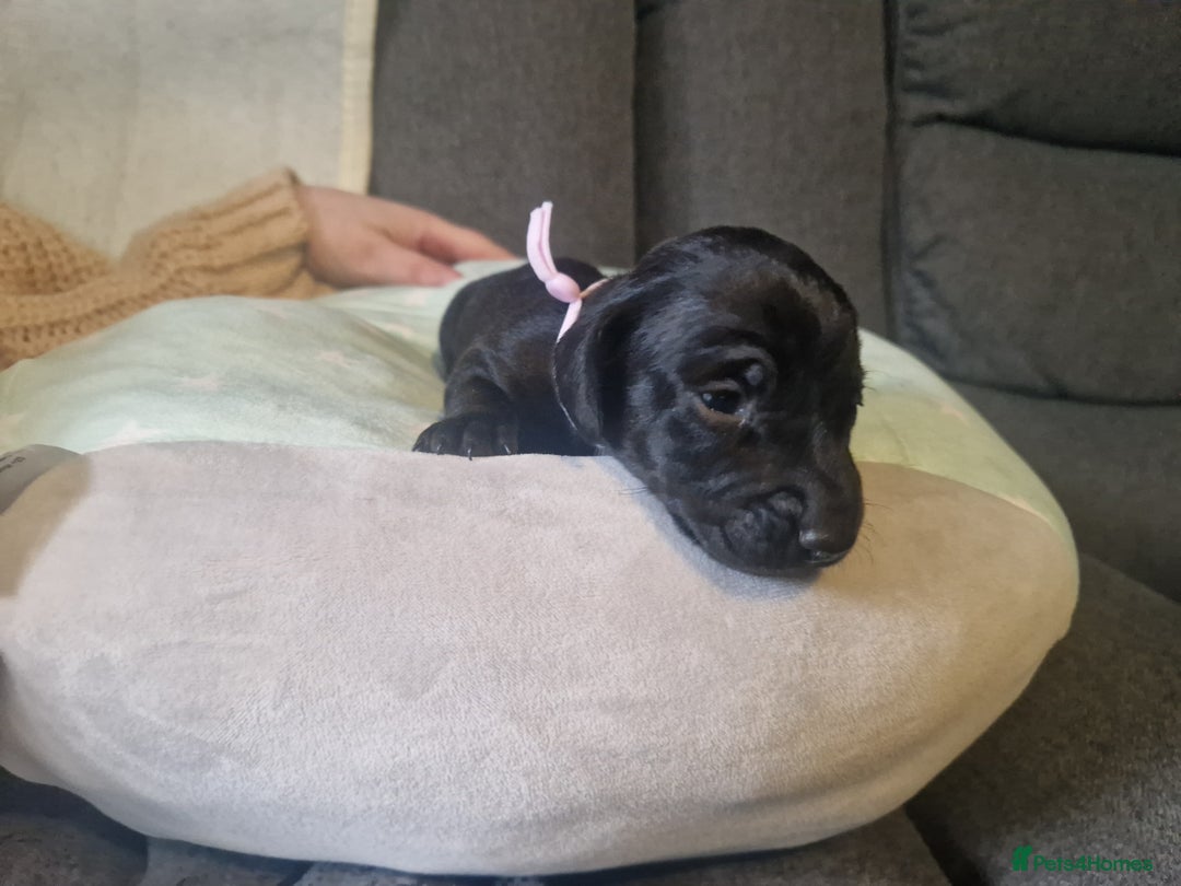 Miniature Dachshund dogs for sale: Miniature dachshund  - Advert 9