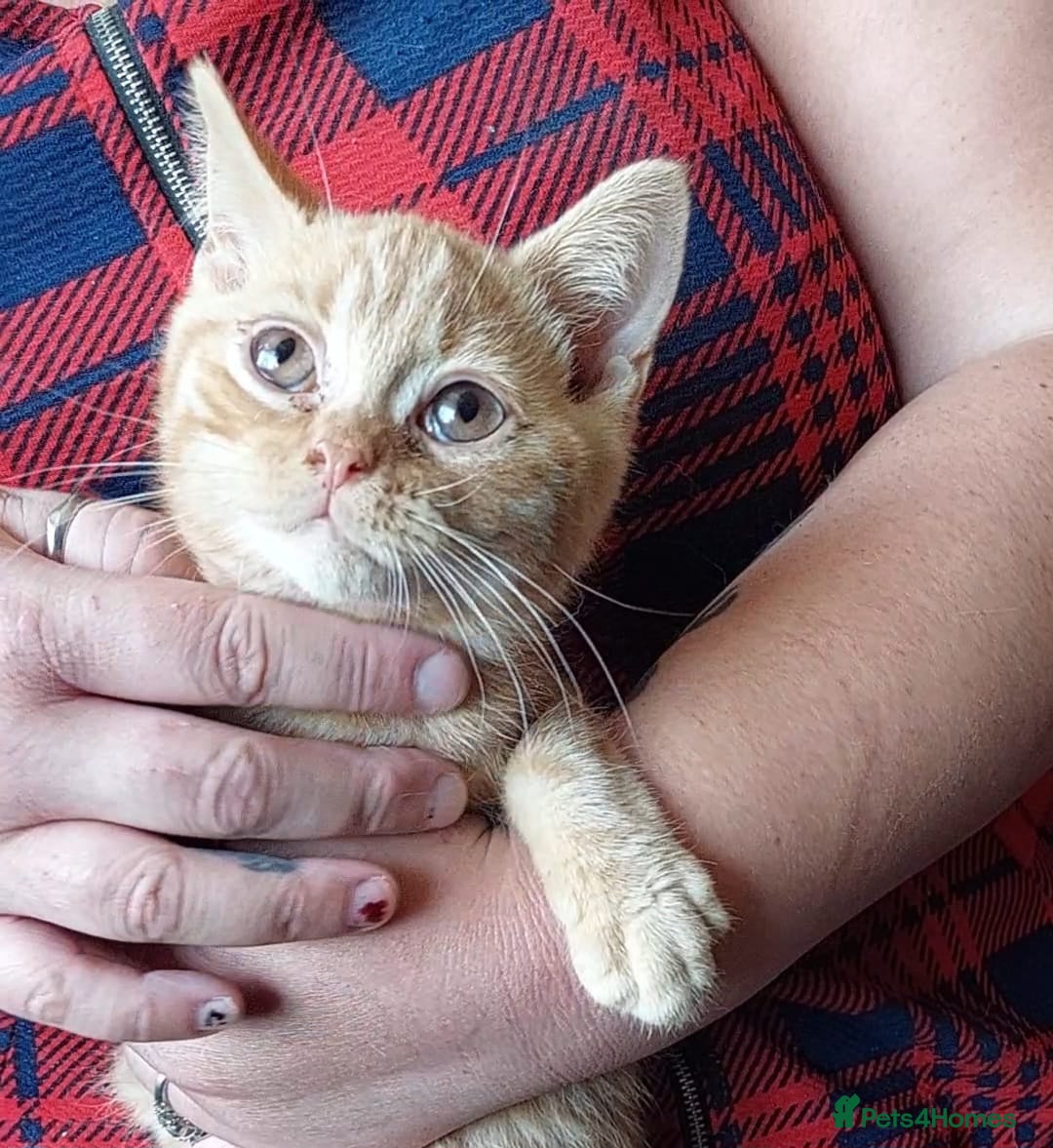 British Shorthair cats for sale:  ✨️ Joyful British Shorthair Kittens ✨️ - Image 1