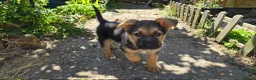 Mixed Breed dogs for sale: Shepkitas for sale - Advert 3