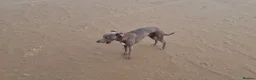 Whippet dogs for stud: KC Whippet for stud - Advert 10