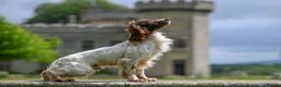 English Springer Spaniel dogs for stud: FTCH Heathcroft Declan of Breckmarsh - Stud in Kidderminster - Advert 1