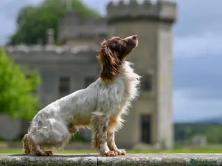 English Springer Spaniel dogs FTCH Heathcroft Declan of Breckmarsh - Stud in Kidderminster - Advert 6