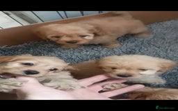 Cavapoo dogs for sale: Cavapoo puppies  - Image 10