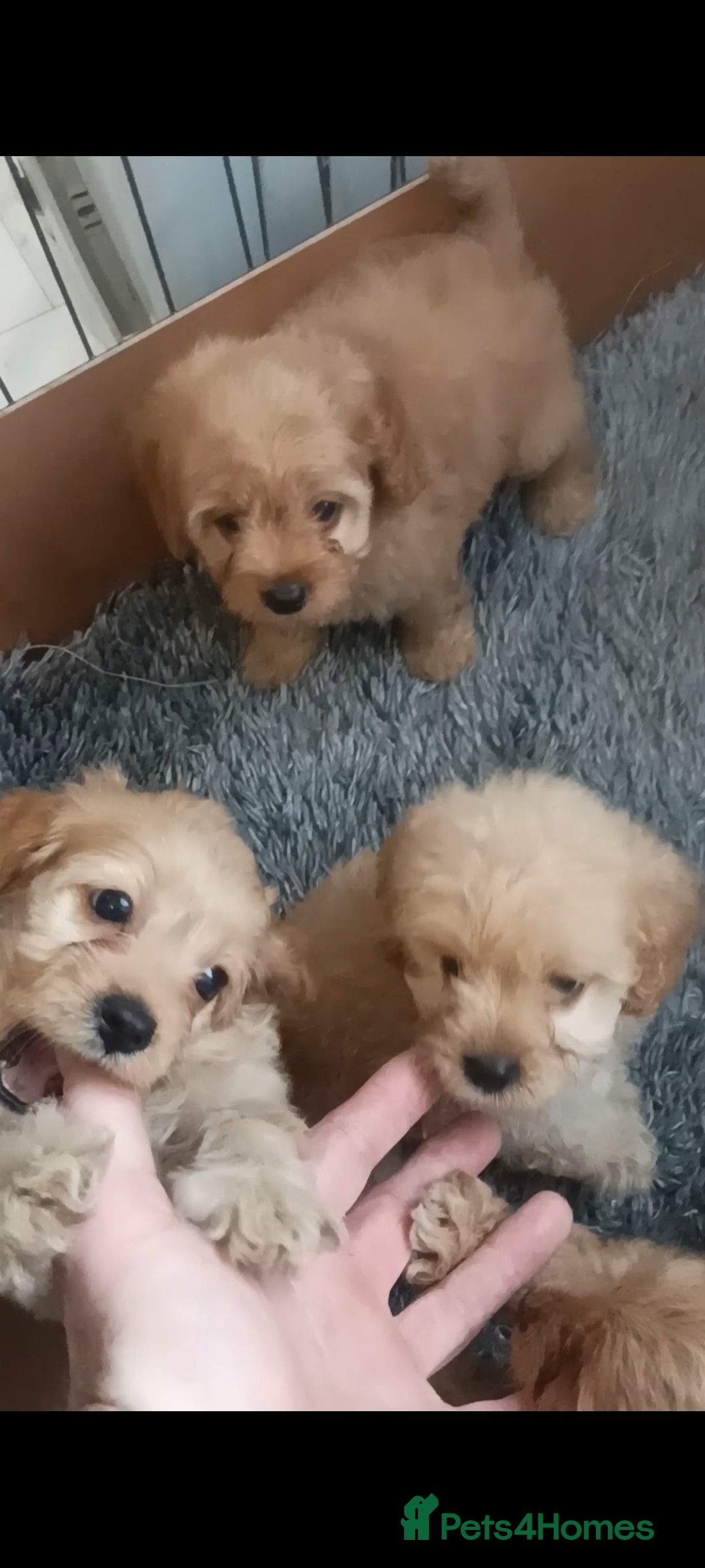 Cavapoo dogs for sale: Cavapoo puppies  - Image 10