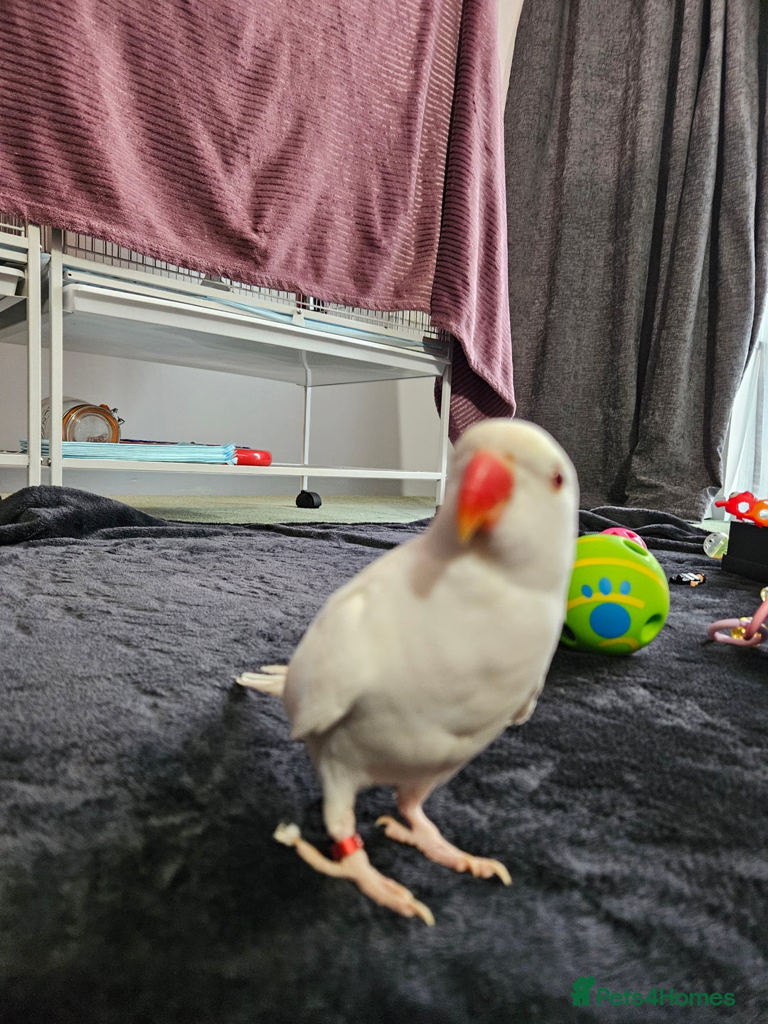 Parrots birds for sale: Rare Albino female Ring Neck Coco for sale  - Image 3