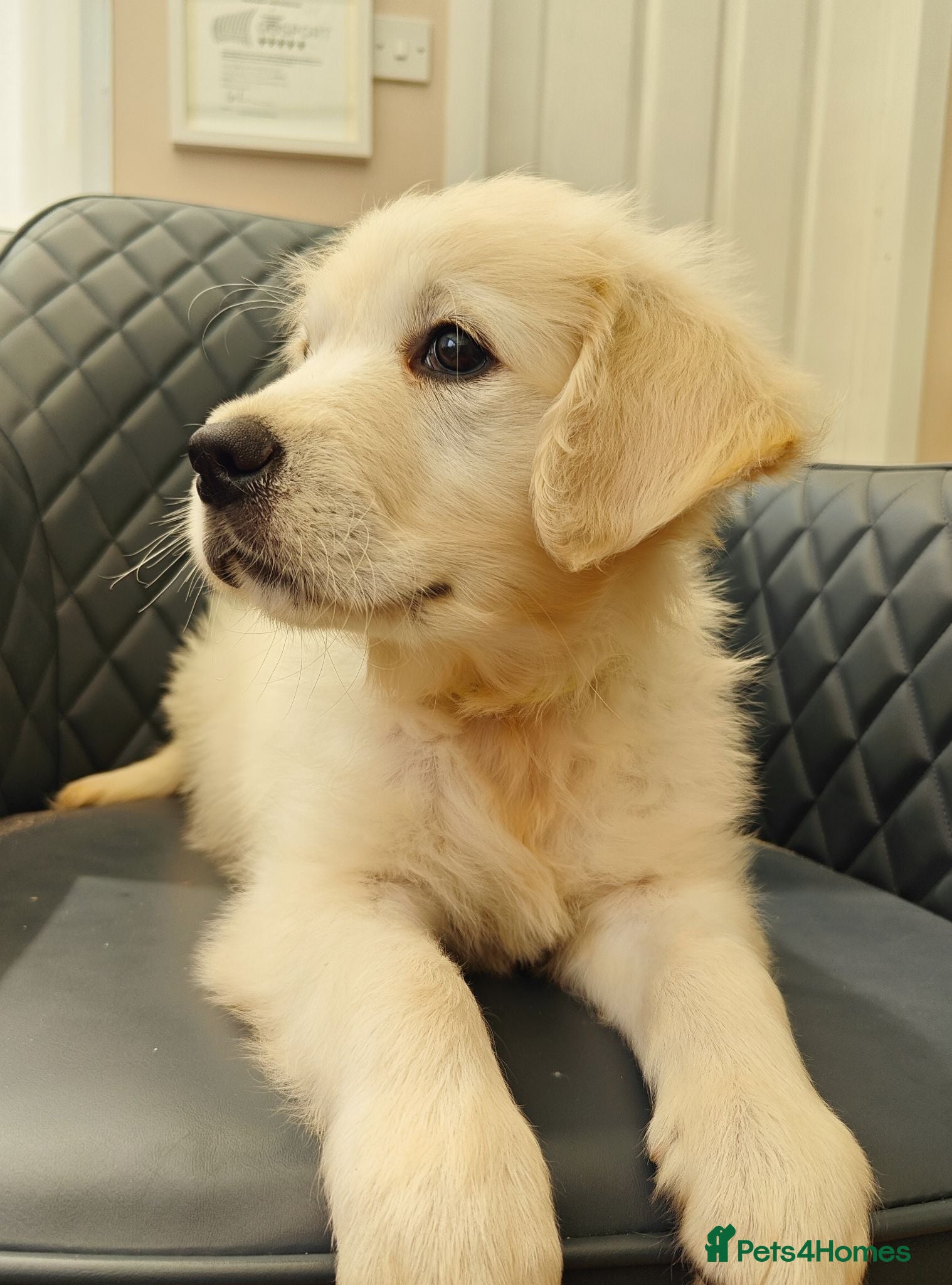Golden Retriever dogs Chunky Cream Golden Retriever Puppies  - Advert 2