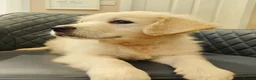 Golden Retriever dogs for sale: Chunky Cream Golden Retriever Puppies  - Advert 9
