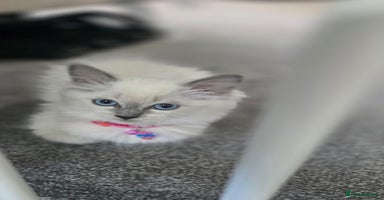 Ragdoll cats - Advert 7