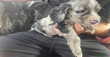 Cocker Spaniel dogs - Advert 4