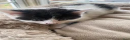 British Longhair cats for sale: Rear longhair male calico cat in Rochester - Advert 14