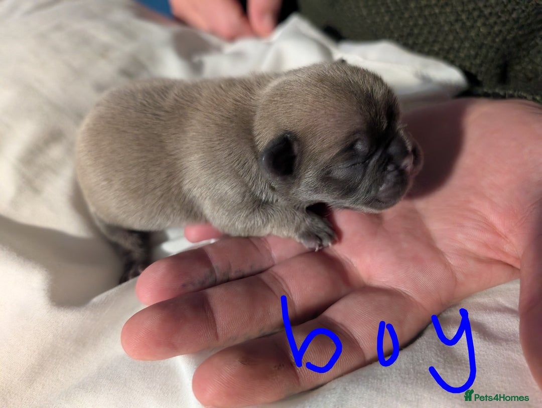 Frug dogs for sale: Beautiful litter of frugs  - Advert 21