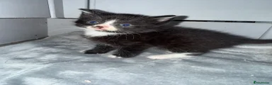 Domestic Shorthair Kitten 1