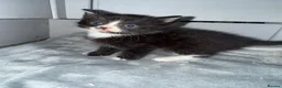 Domestic Shorthair cats for sale: 6 beautiful kittens  - Advert 9