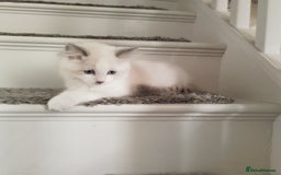 Ragdoll cats for sale: 5 ADORABLE RAGDOLL X KITTENS FOR SALE - Image 14
