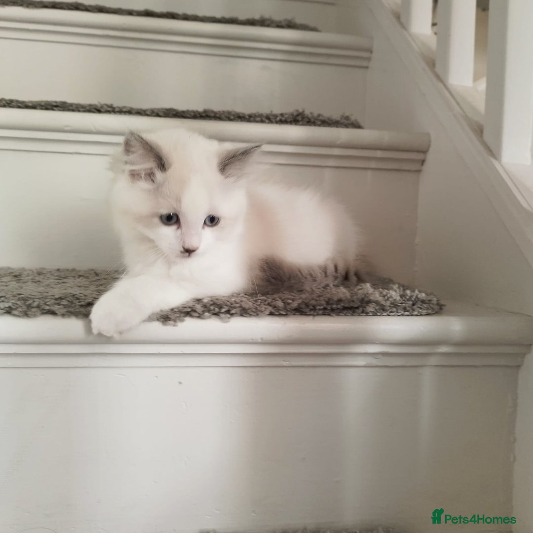 Ragdoll cats for sale: 5 ADORABLE RAGDOLL X KITTENS FOR SALE - Image 14