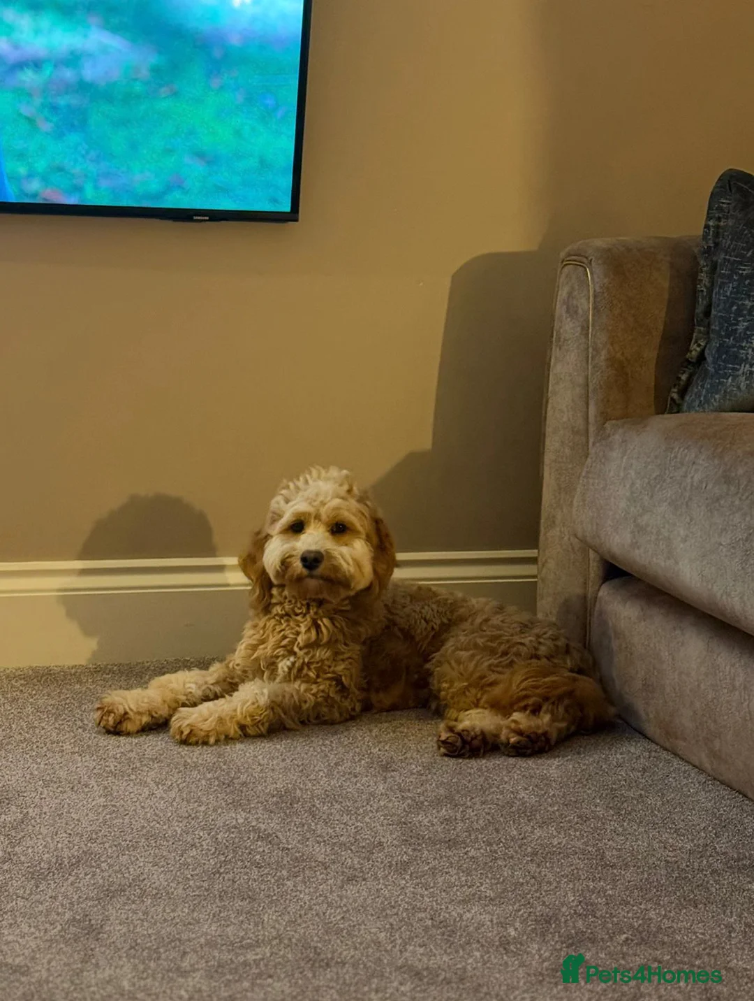 Cockapoo dogs for sale: 18 month old Cockapoo - Advert 4