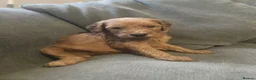 Irish Doodle dogs for sale: F1B Irish doodle puppies   - Advert 11