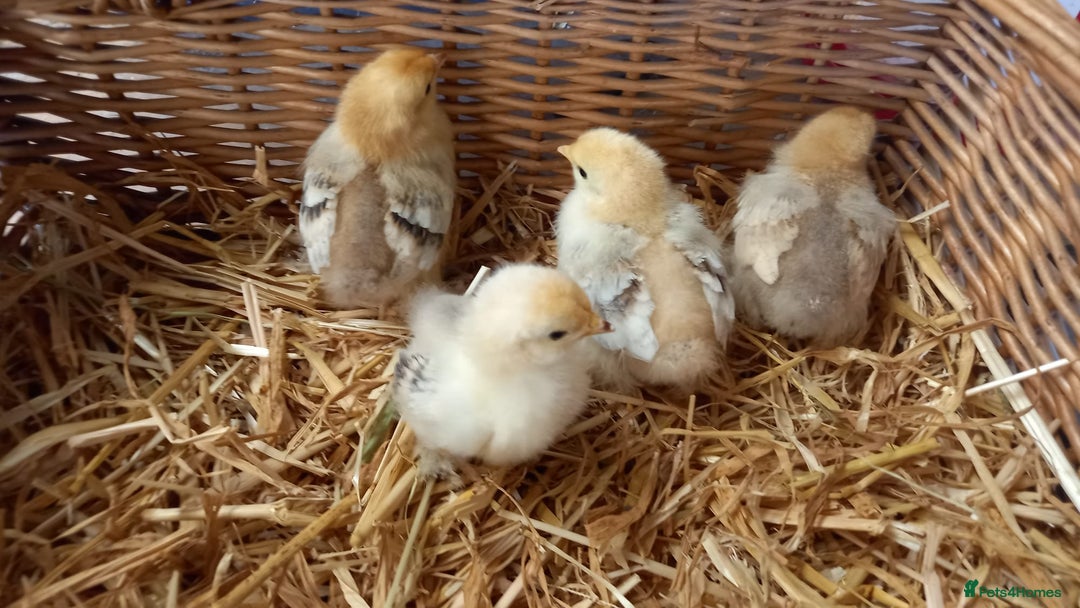 Chickens poultry for sale: Unsexed Mille Fleur Pekin Chicks For Sale  - Image 4