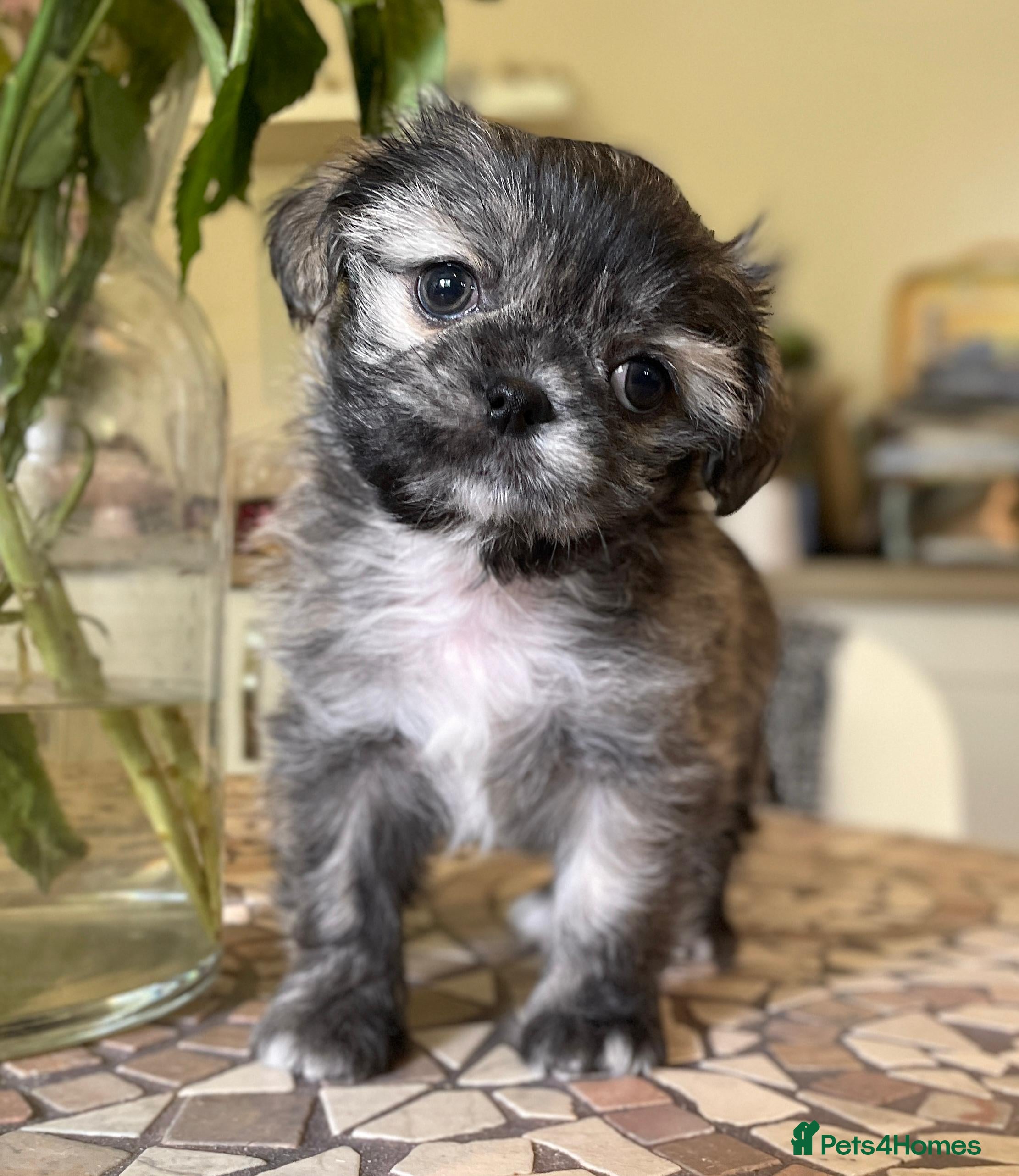 Mixed Breed dogs Beautiful shi-chis stunning only 1 left  - Advert 1
