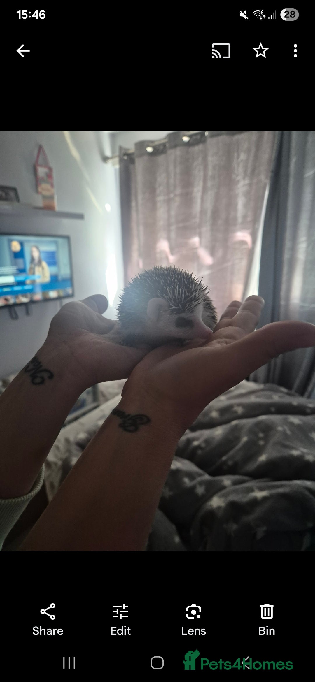 Pygmy Hedgehog rodents for sale: Female hedgehog - Image 4