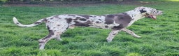 Great Dane dogs for stud: KC Reg - Proven, health tested stud  in Wisbech - Advert 4