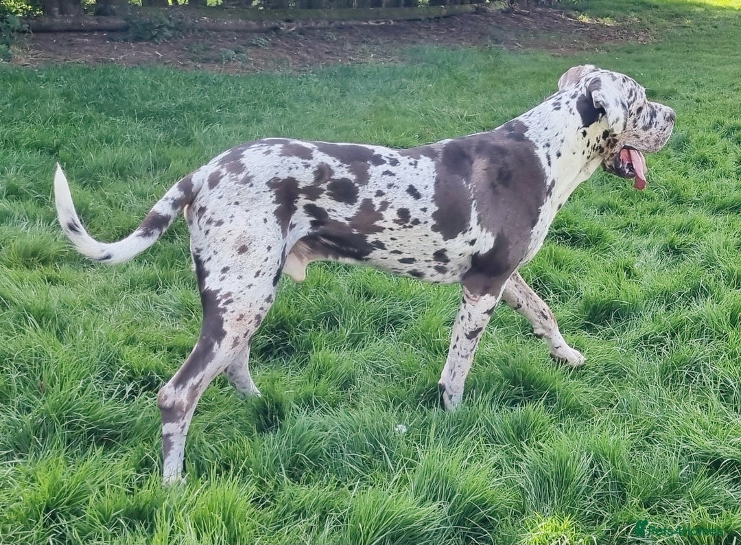 Great Dane dogs for stud: KC Reg - Proven, health tested stud  in Wisbech - Image 4