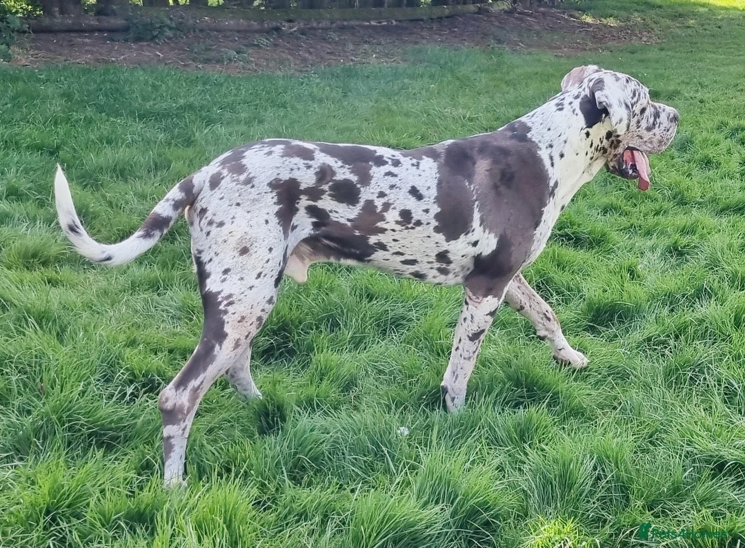Great Dane dogs for stud: KC Reg - Proven, health tested stud  in Wisbech - Advert 4