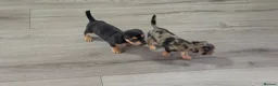 Jackshund dogs for sale: Beautiful jackweenies for sale  - Advert 24
