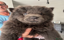 Chow Chow dogs for sale: Quality chow cows - Image 7