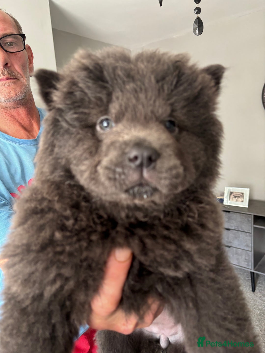 Chow Chow dogs for sale: Quality chow cows - Image 7
