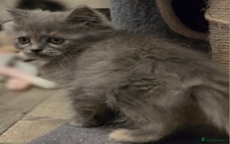Persian cats for sale: Persian  - Image 31