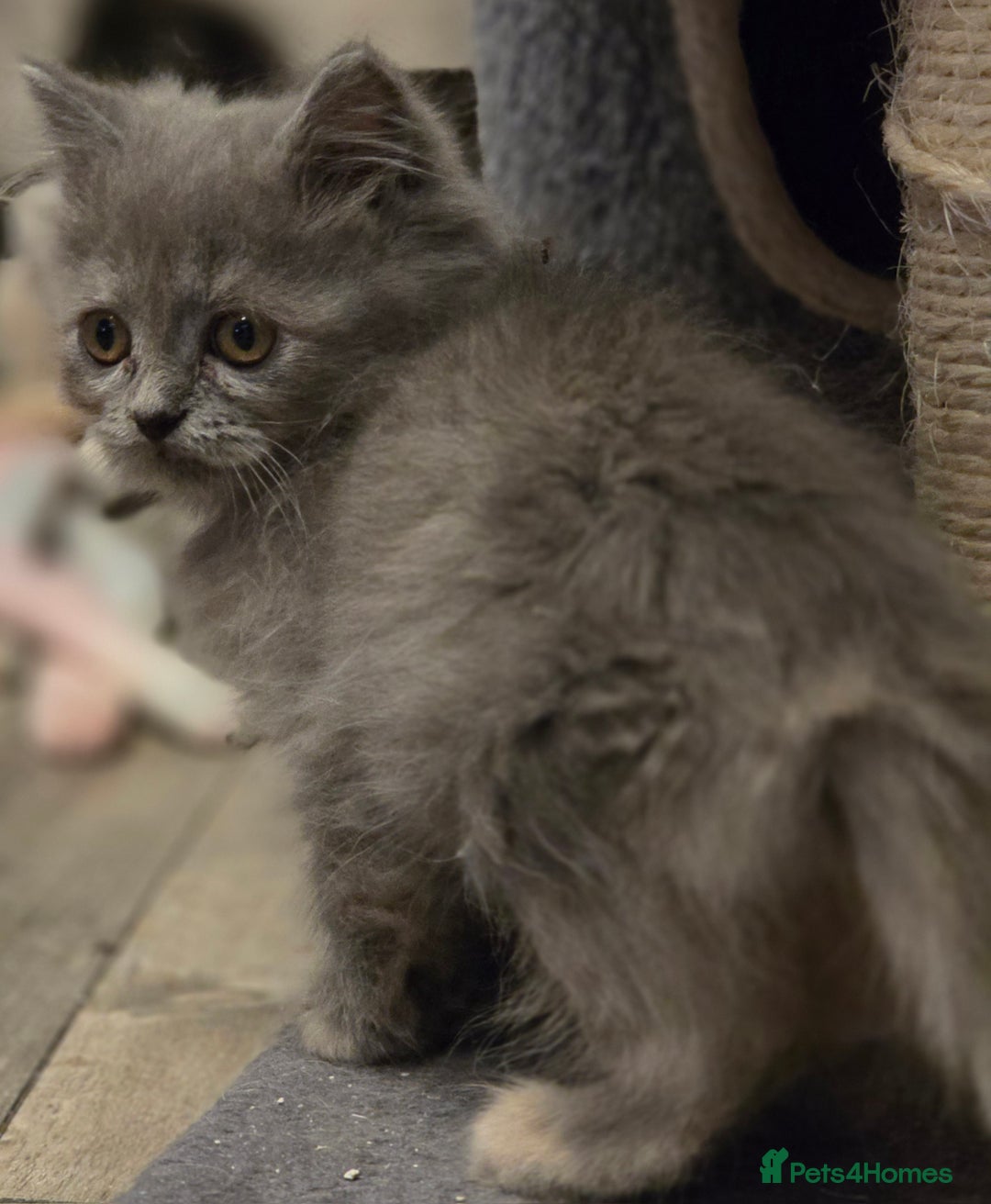 Persian cats for sale: Persian  - Image 31