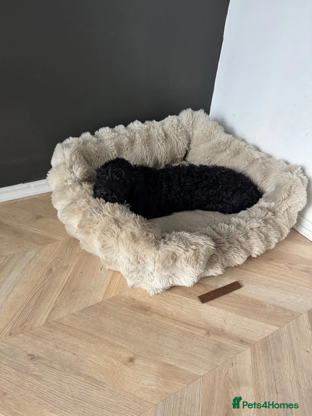 Cockapoo dogs for sale: Cockapoo - Advert 5