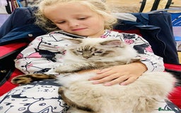 Ragdoll cats for sale: Beautiful Ragdoll kittens GCCF-seal tortie tabby  - Image 9